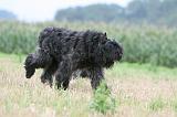 BOUVIER DES FLANDRES 403